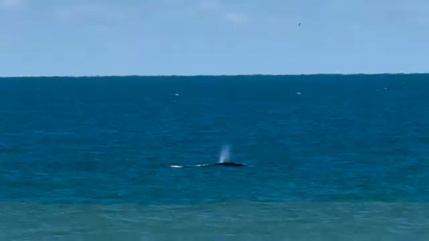 A pair of whales swimming in the ocean.