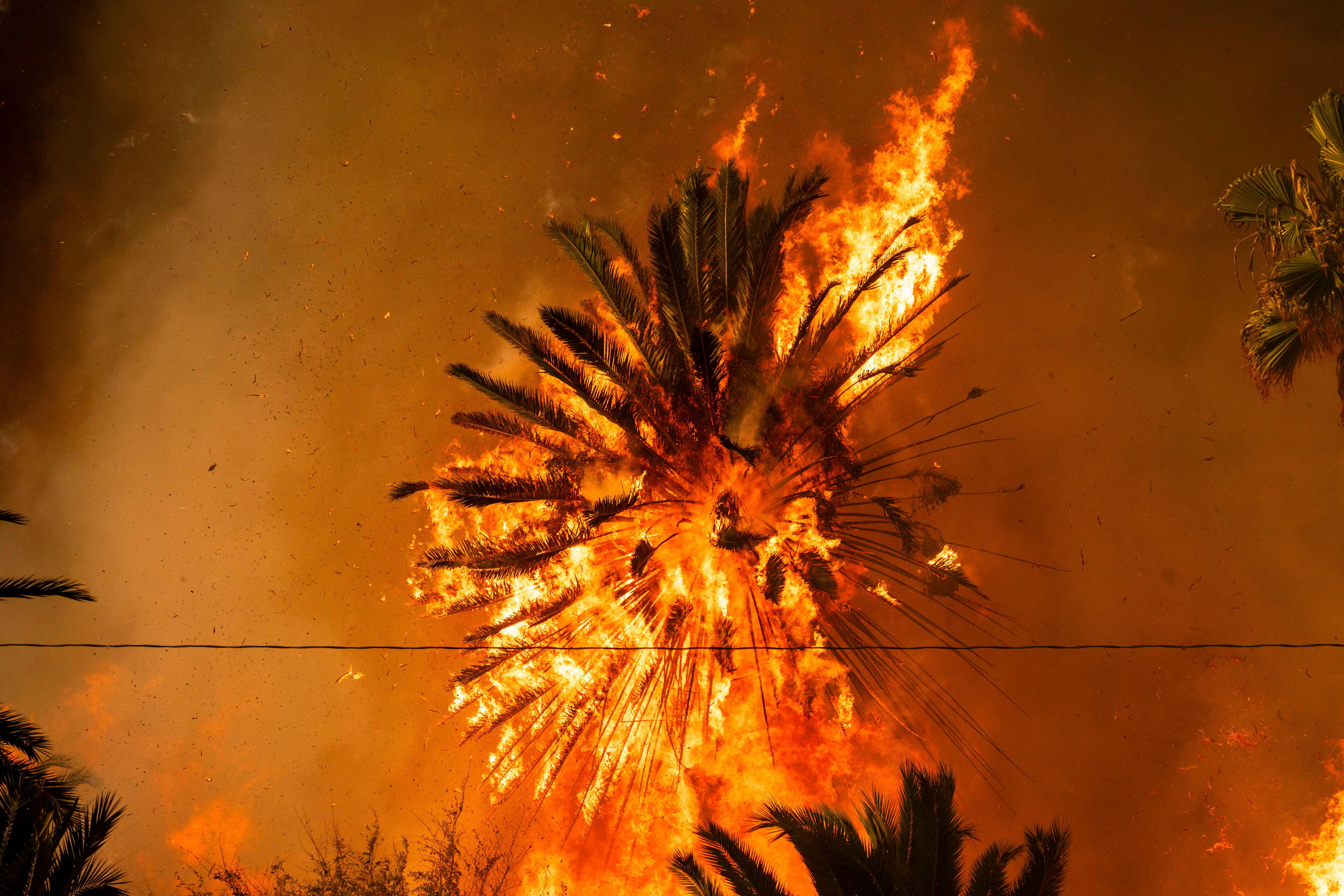 A palm tree burns during the Palisades Fire in the Pacific Palisades neighborhood on Jan. 7, 2025.