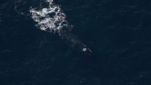 Nimbus the right whale