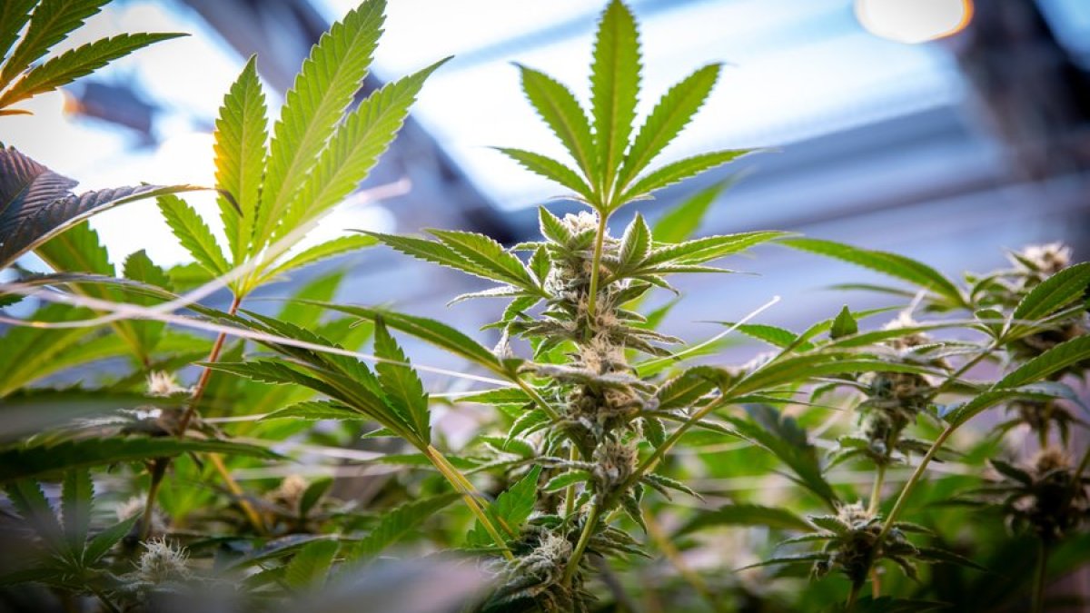 These Massachusetts cannabis businesses have closed in 2025