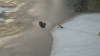 WATCH: Video shows rescue of man, dog from icy Wellesley pond