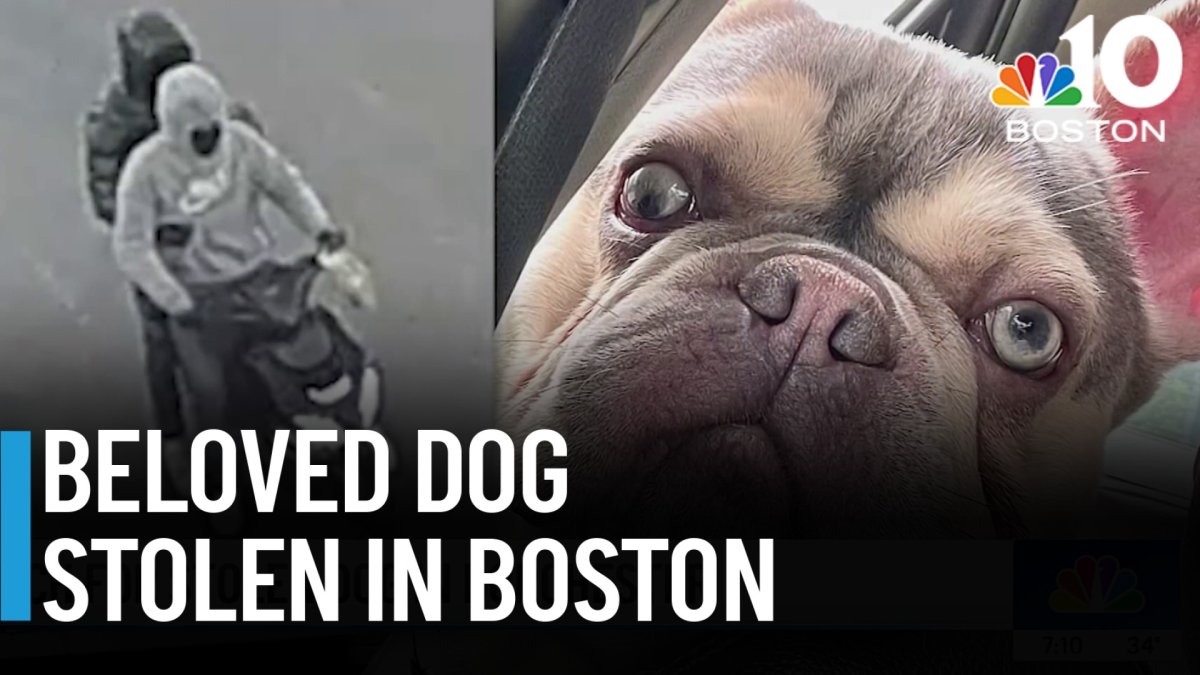 Boston family searching for kidnapped dog | ‘It’s really sad’ – NBC Boston
