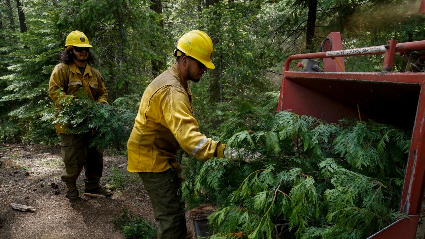 FILE - U.S. Forest Service crew members put tree branches into a wood chipper as they prepare the area for a prescribed burn in the Tahoe National Forest, June 6, 2023, near Downieville, California