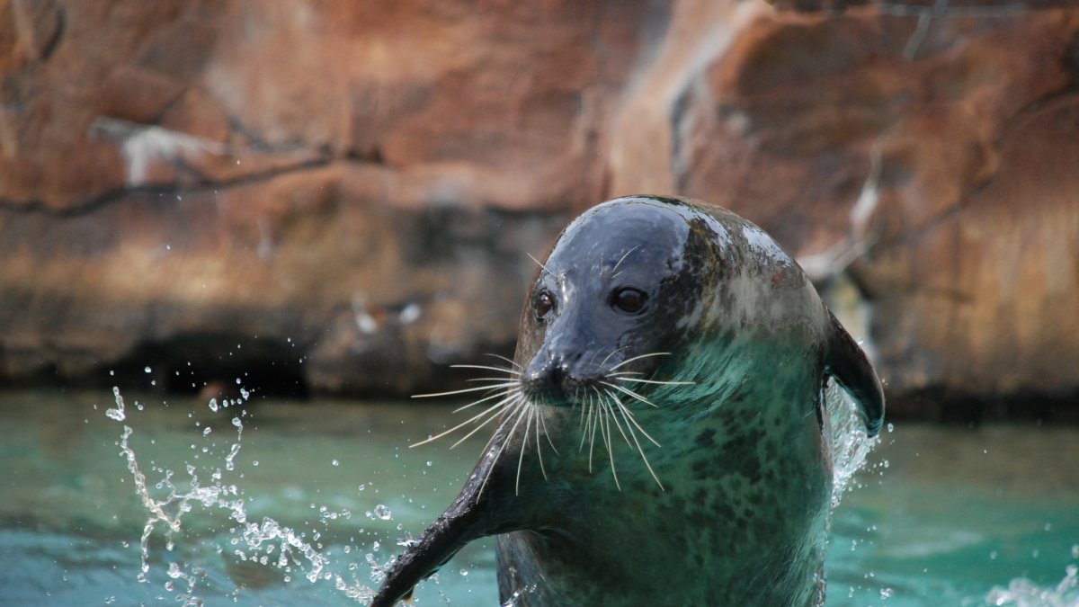 Beloved Seal Blue Dies from Avian Flu Outbreak