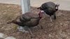 Turkey alert! Police warn of aggressive birds after parking officer's close encounter