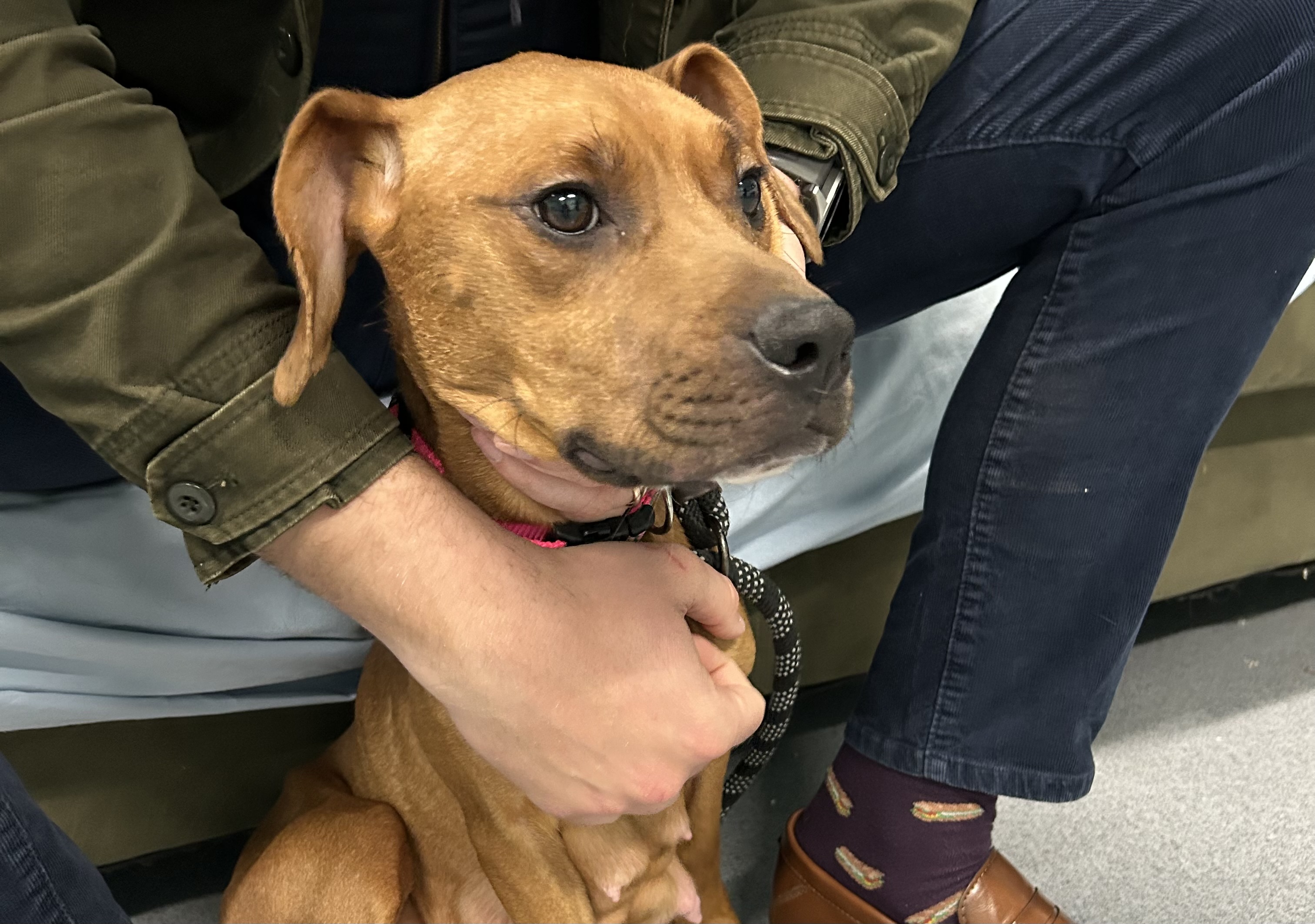Conn. animal control seeks answers after emaciated dog found without ...