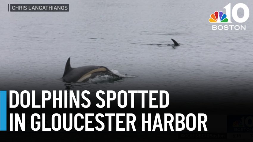 Dolphins spotted in Gloucester Harbor
