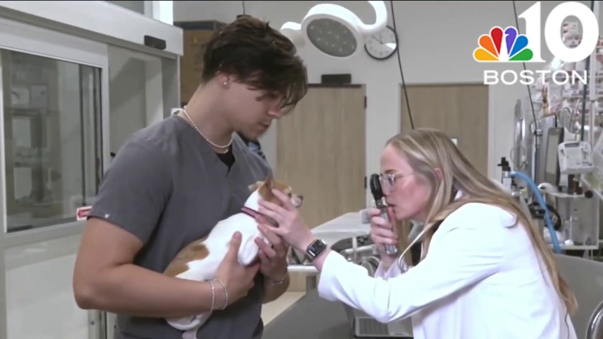 A look at the true cost of owning a pet
