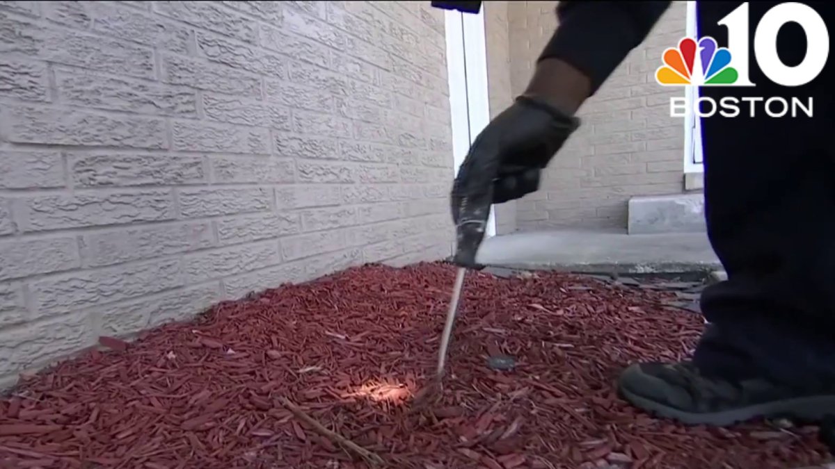 Need pest control? Here’s what to know before calling – NBC Boston