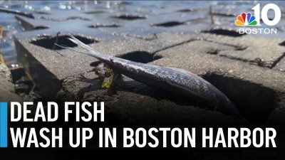 Something ‘fishy' in Boston Harbor