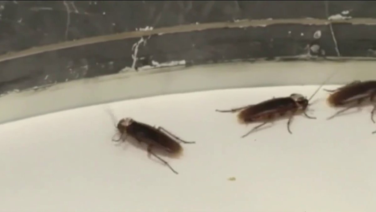 What to know about pest control contracts – NBC Boston