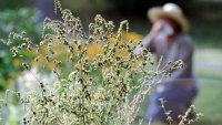 Allergies caused by ragweed