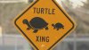 What's causing so many turtles to be hit on one Sudbury road?