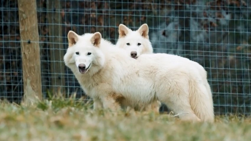 Impresionante: reviven lobos huartos extintos hace miles de años