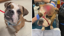 A dog, now named Danny Trejo, seen at left after recovering and at right, bloodied in a machete attack.
