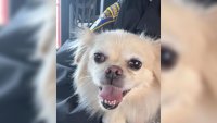 A dog that was rescued from train tracks behind the Encore Boston Harbor casino in Everett, Massachusetts, on Tuesday, April 22, 2025.
