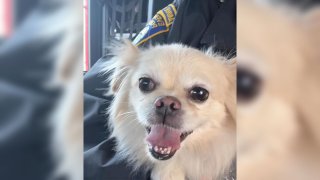 A dog that was rescued from train tracks behind the Encore Boston Harbor casino in Everett, Massachusetts, on Tuesday, April 22, 2025.