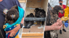 Baby bald eagles rescued after nest is blown down by wind