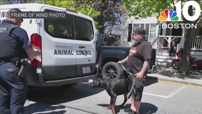 Manchester neighbors jumped into help as dogs were attacking 8-year-old boy