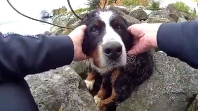 WATCH: Dog trapped on seaside rocks rescued by Tacoma police
