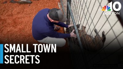 Lawsuit accuses Seekonk employees of triggering dogs' PTSD