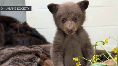 Black bear cub thriving after ‘touch and go' first month following rescue