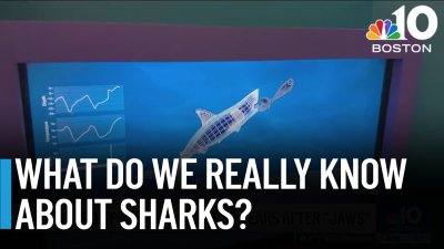 Scientists dispel shark myths 50 years after “Jaws”