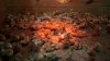 Thousands of chicks abandoned in USPS truck now overwhelming an animal shelter