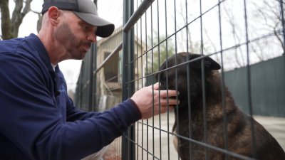 Lawsuit accuses Seekonk employees of triggering dogs' PTSD