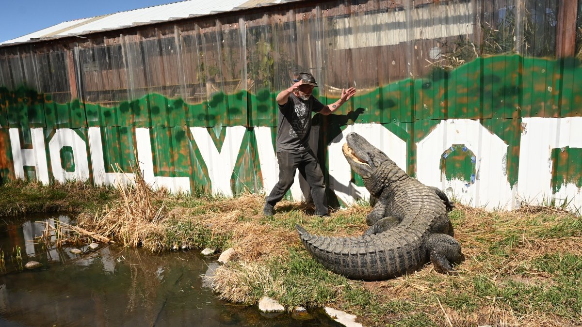 Alligator that starred in ‘Happy Gilmore’ dies in Colorado