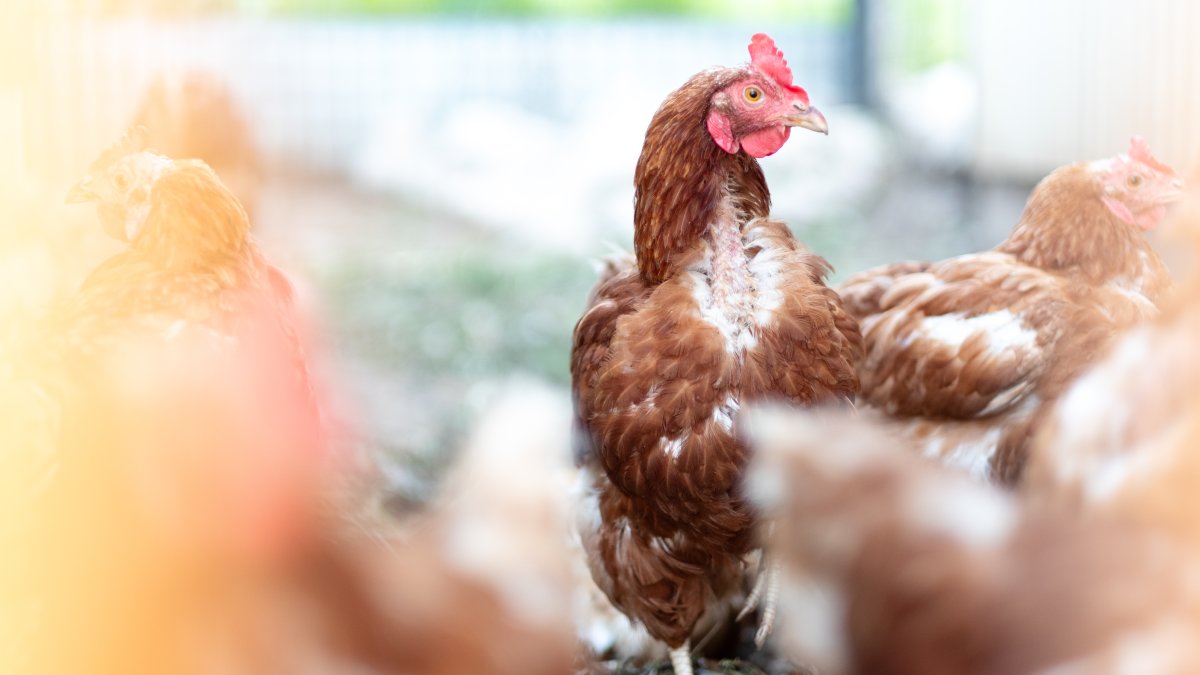 445 birds euthanized after avian flu found at Providence market