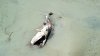 Dead whale spotted on Cape Cod