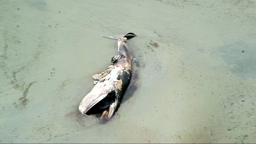 A dead whale on the sandbar near Great Island in Yarmouth, Massachusetts.