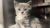 NY man faces animal cruelty charges after 2 dozen dead cats found in his freezer