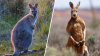Man found dead in a wallaby and kangaroo enclosure in South Carolina