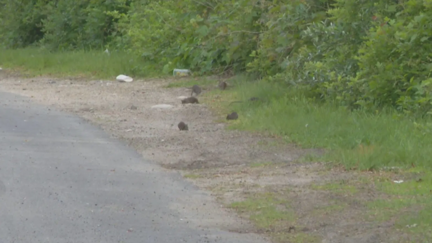 Rats walking in the street in New Bedford, Mass.