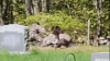 RAW VIDEO: NH officials seek info on poacher who shot turkey in cemetery with people nearby