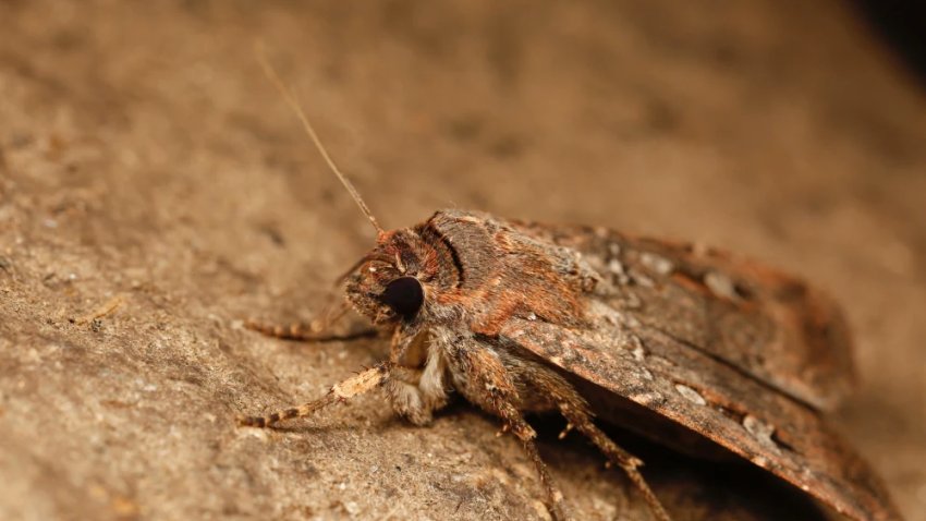 Bogong moth.