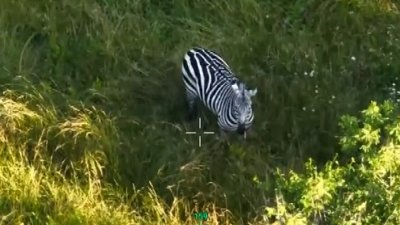 WATCH: Police release drone footage of escaped zebra still on the loose in Tennessee