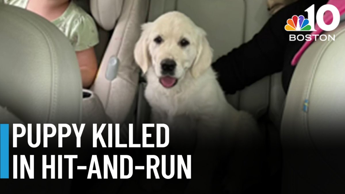 Golden retriever puppy killed in hit-and-run – NBC Boston