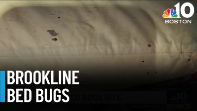 Brookline condo is filled with bed bugs, and they're spreading to other units