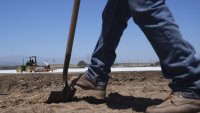 A farm worker checks the land as workers plow a strawberry field in Oxnard, Calif., on Wednesday, June 18, 2025.