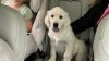 Plymouth family mourns puppy killed in hit-and-run: ‘Didn't deserve this'