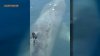 ‘A day I will never forget': Massive shark crashes bachelorette party off NH coast
