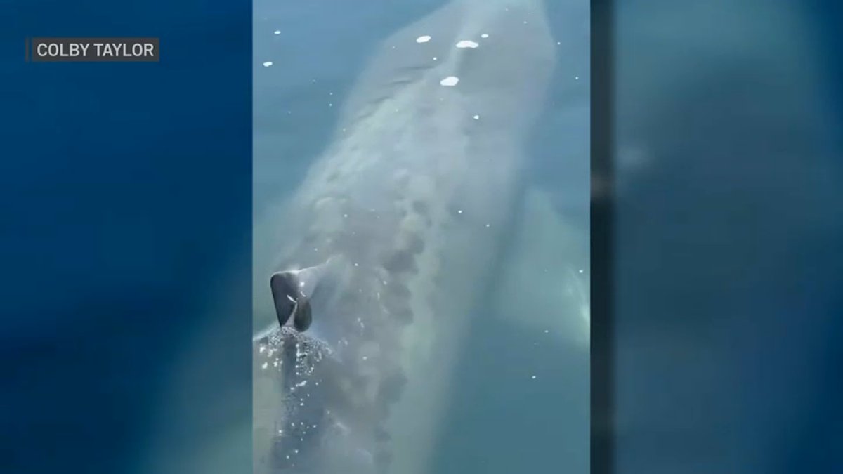 ‘A day I will never forget’: Massive shark crashes bachelorette party off NH coast