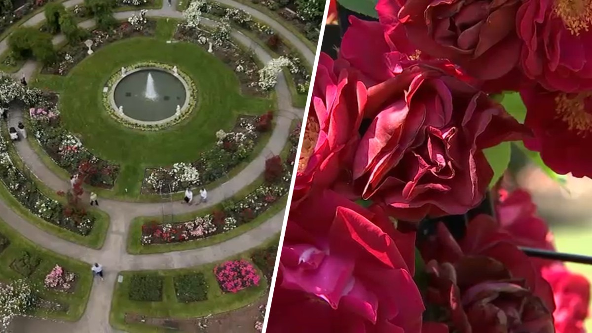 ‘Beauty at all angles' this year at Boston's Kelleher Rose Garden