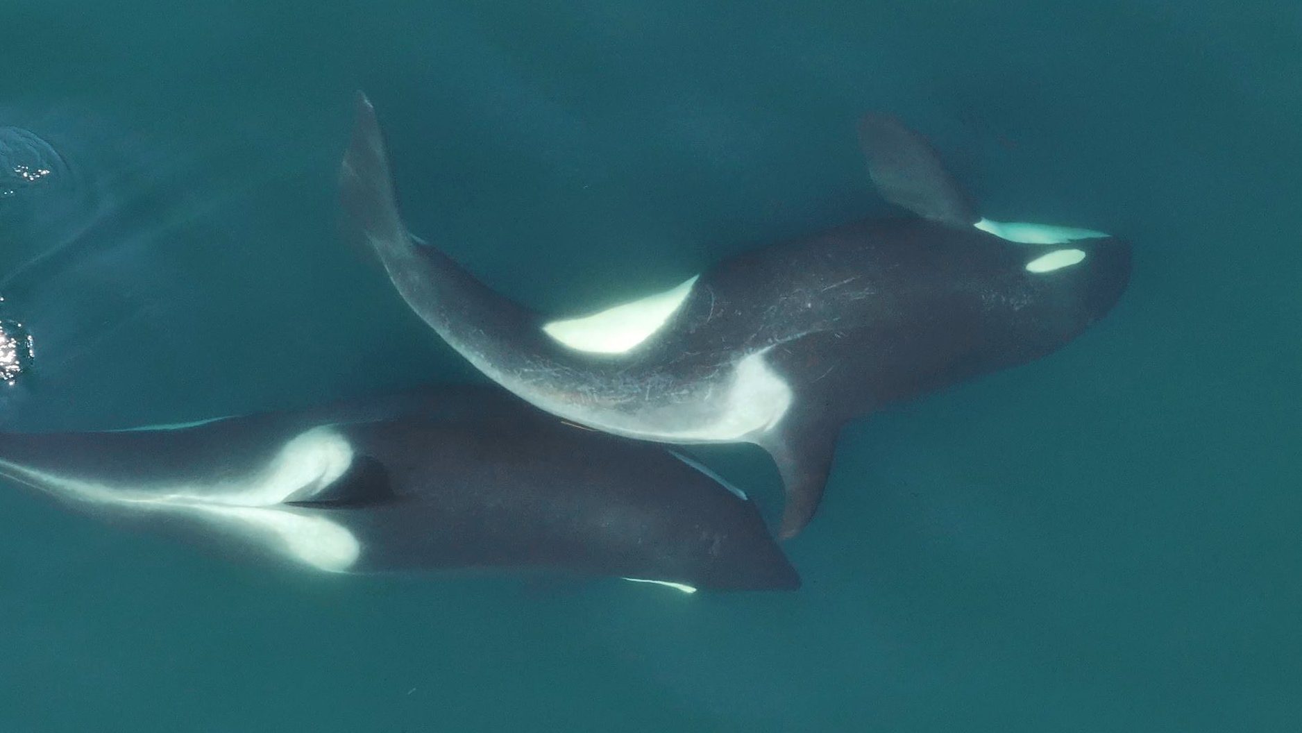 【只今今月末まで１万円値下げ中】プレセボ　オルカ　placebo ORCA Old Thom' the orca spotted off coast of Mass. – NBC Boston