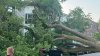Large tree falls in South Boston, damaging 2 homes, several cars