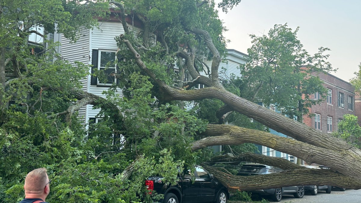 Large tree falls in South Boston, damaging 2 homes, several cars