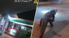 ‘Damn! That is an alligator!' Gator spotted roaming outside Virginia motel